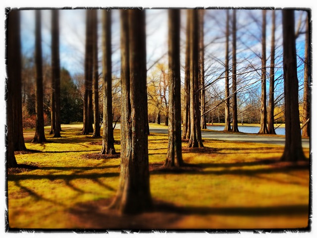 Trees as sculpture, Purchase, NY