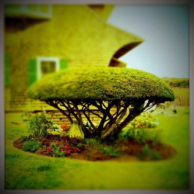 Hedge, Falmouth